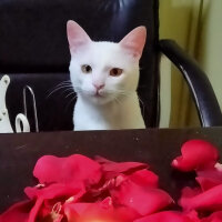 Tekir Kedi, Kedi  Hürrem fotoğrafı