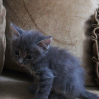 British Shorthair, Kedi  Yavru fotoğrafı