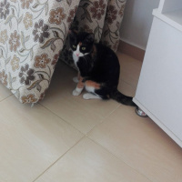Tekir Kedi, Kedi  Tina fotoğrafı