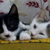 Van Kedisi, Kedi  Kedi fotoğrafı