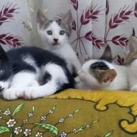 Van Kedisi, Kedi  Kedi fotoğrafı