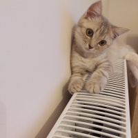 British Shorthair, Kedi  Kobeözdoğan fotoğrafı