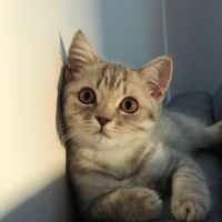 British Shorthair, Kedi  Kobeözdoğan fotoğrafı