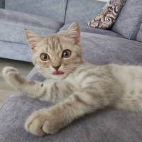 British Shorthair, Kedi  Kobeözdoğan fotoğrafı