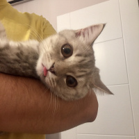 British Shorthair, Kedi  Kobeözdoğan fotoğrafı
