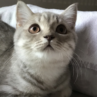 British Shorthair, Kedi  Kobeözdoğan fotoğrafı