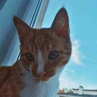 Tekir Kedi, Kedi  Tarçın fotoğrafı