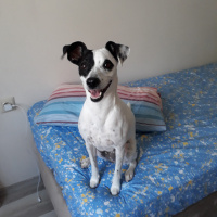 Jack Russell Terrier, Köpek  Mathilda fotoğrafı