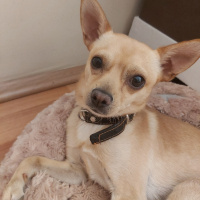 Chihuahua, Köpek  Kuki fotoğrafı