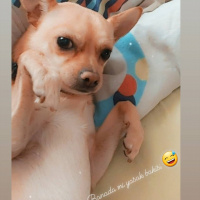 Chihuahua, Köpek  Kuki fotoğrafı