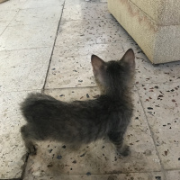 Tekir Kedi, Kedi  Duman fotoğrafı