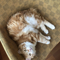 Norwegian Forest, Kedi  Limon fotoğrafı