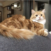 Norwegian Forest, Kedi  Limon fotoğrafı
