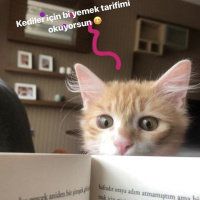 Norwegian Forest, Kedi  Limon fotoğrafı