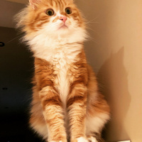 Norwegian Forest, Kedi  Limon fotoğrafı