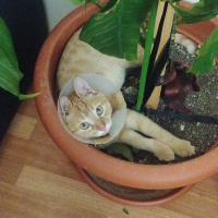 Sarman, Kedi  Bella fotoğrafı