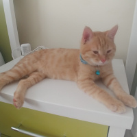 Sarman, Kedi  Bella fotoğrafı