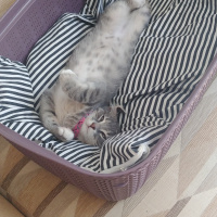 Sarman, Kedi  Bella fotoğrafı