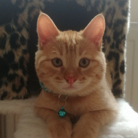 Sarman, Kedi  Bella fotoğrafı