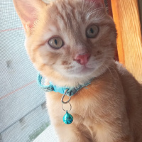 Sarman, Kedi  Bella fotoğrafı