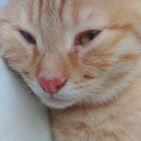 Sarman, Kedi  Bella fotoğrafı