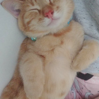 Sarman, Kedi  Bella fotoğrafı