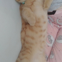 Sarman, Kedi  Bella fotoğrafı