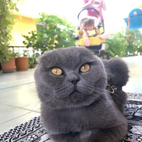 Scottish Fold, Kedi  Ruhi fotoğrafı