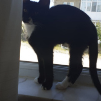 Tekir Kedi, Kedi  isimsiz fotoğrafı