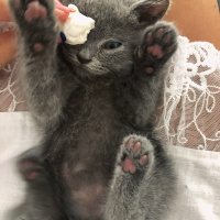 British Shorthair, Kedi  Sirius fotoğrafı