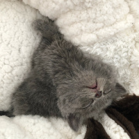 British Shorthair, Kedi  Sirius fotoğrafı