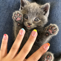 British Shorthair, Kedi  Sirius fotoğrafı
