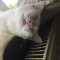 Van Kedisi, Kedi  luci fotoğrafı