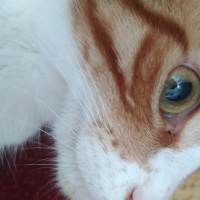 Sarman, Kedi  Hardal fotoğrafı