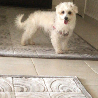 Maltese, Köpek  pıtır fotoğrafı