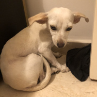 Chihuahua, Köpek  Adını Siz koyun fotoğrafı