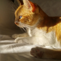 Sarman, Kedi  Karamel fotoğrafı