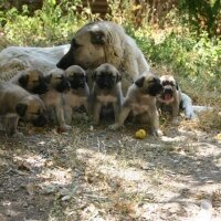 Kangal, Köpek  kangal fotoğrafı