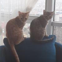 Tekir Kedi, Kedi  ayşe.ve deniz fotoğrafı