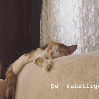 Tekir Kedi, Kedi  Lila fotoğrafı