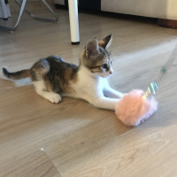 Tekir Kedi, Kedi  Maya fotoğrafı