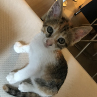 Tekir Kedi, Kedi  Maya fotoğrafı