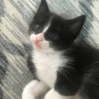 Tekir Kedi, Kedi  Şerbet fotoğrafı