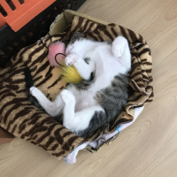 Tekir Kedi, Kedi  Saski fotoğrafı