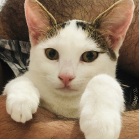 Van Kedisi, Kedi  Lubia fotoğrafı