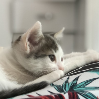 Van Kedisi, Kedi  Lubia fotoğrafı