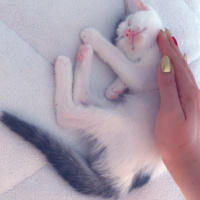 Van Kedisi, Kedi  Lubia fotoğrafı