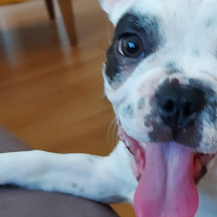 Fransız Bulldog, Köpek  Tostos fotoğrafı