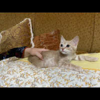 Tekir Kedi, Kedi  Kuzular fotoğrafı