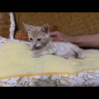 Tekir Kedi, Kedi  Kuzular fotoğrafı